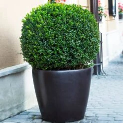 English Boxwood Shrub -Fast-Growing-Trees Shop English Boxwood 9 FGT