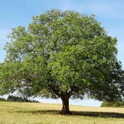English Walnut Tree -Fast-Growing-Trees Shop English Carpathian Walnut 4 FGT