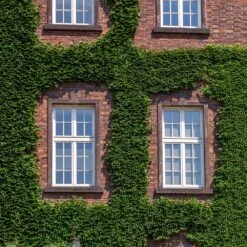 English Ivy Vine -Fast-Growing-Trees Shop English Ivy 2 FGT