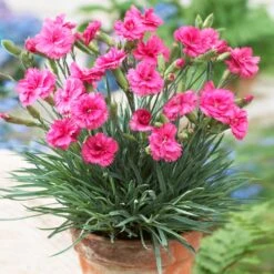 Scent First® Eternity Dianthus Plant 6 Scent First® Eternity Dianthus Plant -Fast-Growing-Trees Shop Eternity Dianthus 1
