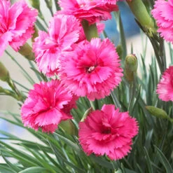 Scent First® Eternity Dianthus Plant 7 Scent First® Eternity Dianthus Plant -Fast-Growing-Trees Shop Eternity Dianthus 2