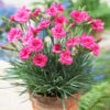 Scent First® Eternity Dianthus Plant 2 Scent First® Eternity Dianthus Plant -Fast-Growing-Trees Shop Eternity Dianthus 600x600 9a3a8ce8 7f38 480f 88b0 75bdfac7e163