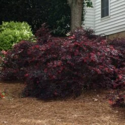 'Ever Red' Loropetalum -Fast-Growing-Trees Shop Ever Red Lorepetalum 2