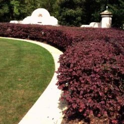 'Ever Red' Loropetalum -Fast-Growing-Trees Shop Ever Red Lorepetalum 3