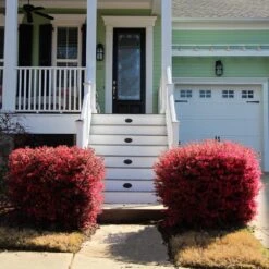 'Ever Red' Loropetalum -Fast-Growing-Trees Shop Ever Red Lorepetalum 4