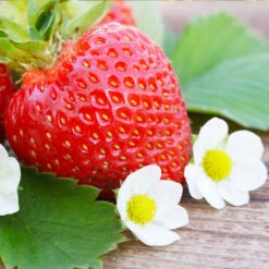 Everbearing Strawberry -Fast-Growing-Trees Shop Everbearing Strawberry 3 FGT