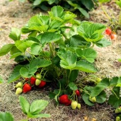 Everbearing Strawberry - USDA Organic -Fast-Growing-Trees Shop Everbearing Strawberry 5 FGT 833b267c 2a90 438e af54 2fa42d3231c7