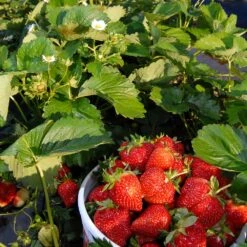 Everbearing Strawberry - USDA Organic -Fast-Growing-Trees Shop Everbearing Strawberry 6 BB e2cd8810 5468 47c9 8adf a7c6a52e097a