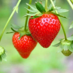 Everbearing Strawberry - USDA Organic -Fast-Growing-Trees Shop Everbearing Strawberry 7 FGT