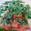 Everbearing Strawberry - USDA Organic 2 Everbearing Strawberry - USDA Organic -Fast-Growing-Trees Shop Everbearing Strawberry FGT 600x600 f616e59f d9ca 4549 86ff 008da5033bba