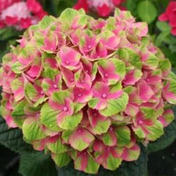 Everlasting® Amethyst Hydrangea Shrub -Fast-Growing-Trees Shop Everlasting Amethyst Hydrangea 2