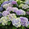 Everlasting® Amethyst Hydrangea Shrub -Fast-Growing-Trees Shop Everlasting Amethyst Hydrangea 3