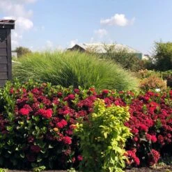 Everlasting® Crimson Ruby Hydrangea Shrub -Fast-Growing-Trees Shop Everlasting Crimson Ruby 1