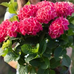 Everlasting® Crimson Ruby Hydrangea Shrub -Fast-Growing-Trees Shop Everlasting Crimson Ruby 4