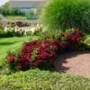 Everlasting® Crimson Ruby Hydrangea Shrub -Fast-Growing-Trees Shop Everlasting Crimson Ruby FGT 600x600 c96daa38 25e0 4479 82e2 43e6cd49daaf