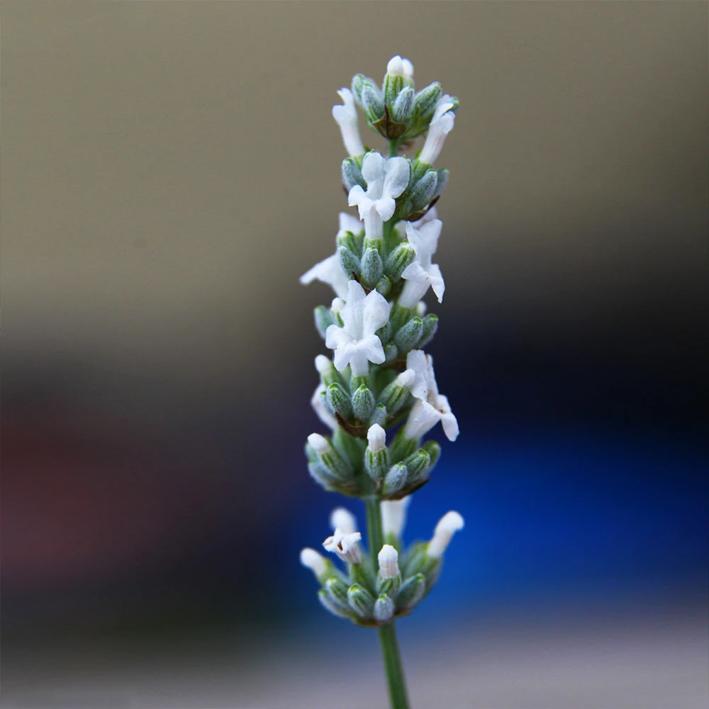 Lavender Exceptional™ 7 Lavender Exceptional™ - Image 5