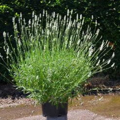 Lavender Exceptional™ 10 Lavender Exceptional™ -Fast-Growing-Trees Shop Exceptional Lavender 4