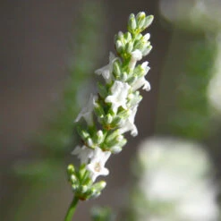 Lavender Exceptional™ 9 Lavender Exceptional™ -Fast-Growing-Trees Shop Exceptional Lavender 5