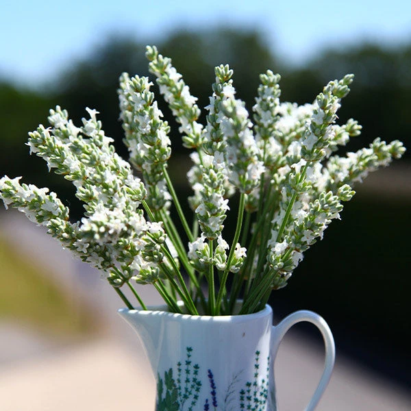 Lavender Exceptional™ 3 Lavender Exceptional™