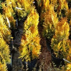 Forever Goldy™ Arborvitae Tree -Fast-Growing-Trees Shop FOrever GOldy 3