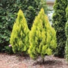 Forever Goldy™ Arborvitae Tree -Fast-Growing-Trees Shop FOrever GOldy 600x600 6bb4203a 1f83 46d7 bf71 502f5d9964f5