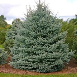 Fat Albert Colorado Blue Spruce -Fast-Growing-Trees Shop Fat albert Blue Spruce 1
