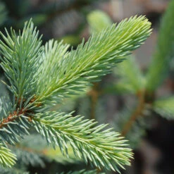 Fat Albert Colorado Blue Spruce -Fast-Growing-Trees Shop Fat albert Blue Spruce 2