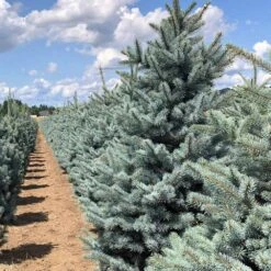 Fat Albert Colorado Blue Spruce -Fast-Growing-Trees Shop Fat albert Blue Spruce 5