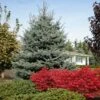 Fat Albert Colorado Blue Spruce -Fast-Growing-Trees Shop Fat albert Blue Spruce FGT 600x600 2967f4b7 777d 4dcb 9133 7fce04685aca