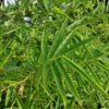 Fernleaf Bamboo 2 Fernleaf Bamboo -Fast-Growing-Trees Shop Fernleaf Multiplex Bamboo 600x600 20b7422e 0d87 4b90 9325 a6ddb642b9ac