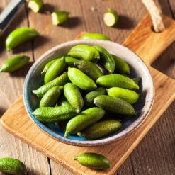 Australian Finger Lime Tree -Fast-Growing-Trees Shop Finger Lime Tree 4