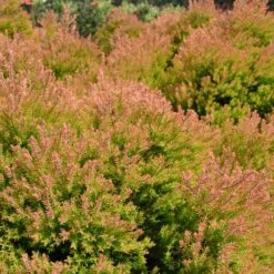 Fire Chief™ Thuja Shrub 10 Fire Chief™ Thuja Shrub -Fast-Growing-Trees Shop Fire Chief Arborvitae 4