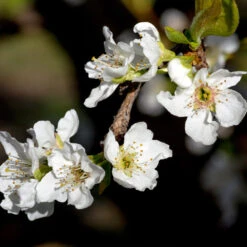 Flavor Queen Pluot® -Fast-Growing-Trees Shop Flavor Queen Pluot 3