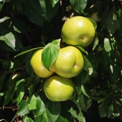 Flavor Queen Pluot® -Fast-Growing-Trees Shop Flavor Queen Pluot 4