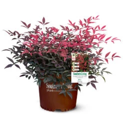 Flirt™ Nandina Shrub -Fast-Growing-Trees Shop Flirt Nandina 5