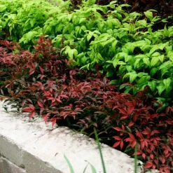 Flirt™ Nandina Shrub -Fast-Growing-Trees Shop Flirt Nandina BB 2