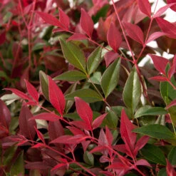 Flirt™ Nandina Shrub -Fast-Growing-Trees Shop Flirt Nandina FGT 6
