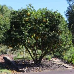 Hardy Orange Tree 'Flying Dragon' 14 Hardy Orange Tree 'Flying Dragon' -Fast-Growing-Trees Shop Flying Dragon Trifoliate orange 11 FGT