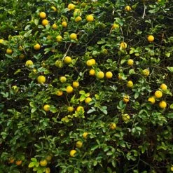 Hardy Orange Tree 'Flying Dragon' 17 Hardy Orange Tree 'Flying Dragon' -Fast-Growing-Trees Shop Flying Dragon Trifoliate orange 2