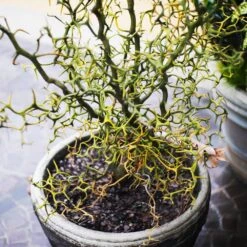 Hardy Orange Tree 'Flying Dragon' 15 Hardy Orange Tree 'Flying Dragon' -Fast-Growing-Trees Shop Flying Dragon Trifoliate orange 7