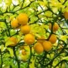 Hardy Orange Tree 'Flying Dragon' 2 Hardy Orange Tree 'Flying Dragon' -Fast-Growing-Trees Shop Flying Dragon Trifoliate orange FGT 600x600 01172a27 1707 4e05 99b7 c2188e0645c2