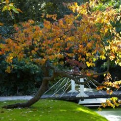 Forest Pansy Redbud 11 Forest Pansy Redbud -Fast-Growing-Trees Shop Forest Pansy Redbud 2