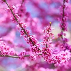 Forest Pansy Redbud 10 Forest Pansy Redbud -Fast-Growing-Trees Shop Forest Pansy Redbud 3
