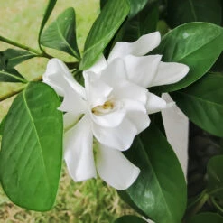 Four Seasons Gardenia Shrub -Fast-Growing-Trees Shop FourSeasons Gardenia 2
