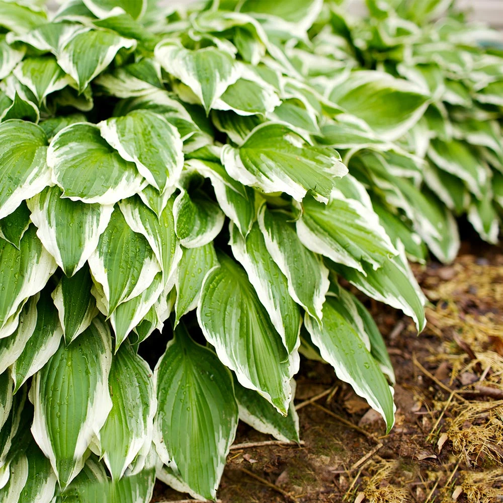 Francee Hosta Plant 3 Francee Hosta Plant - Image 2