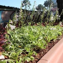 Francee Hosta Plant 8 Francee Hosta Plant -Fast-Growing-Trees Shop Francee Hosta 3