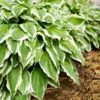 Francee Hosta Plant -Fast-Growing-Trees Shop Francee Hosta FGT 600x600 526358f6 69c0 4ed3 a166 d8b0de775fe0