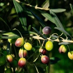 Frantoio Olive Tree -Fast-Growing-Trees Shop Frantoio Olive 2 BB