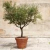 Frantoio Olive Tree 1 Frantoio Olive Tree -Fast-Growing-Trees Shop Frantoio Olive FGT 600x600 ae78b264 02f3 4f9c a62c 4757ae262c9c