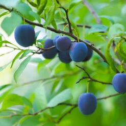 French Prune Tree -Fast-Growing-Trees Shop French Prune Plum 2